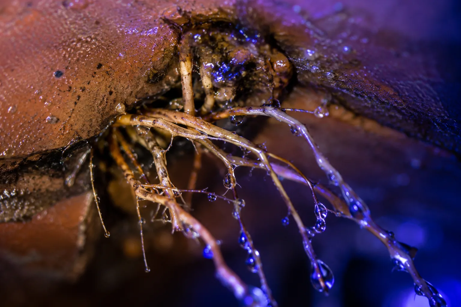 Tree root intrusion through a cracked clay sewer pipe joint